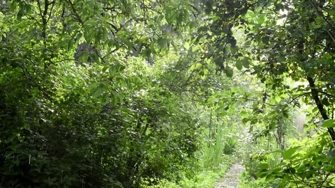 The rain Stock Footage 80868168