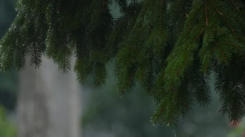 Rain Stock Footage 92800867