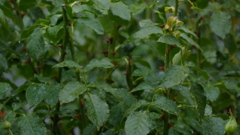 Rain Stock Footage 92800898