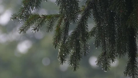Rain Stock Footage 92801321