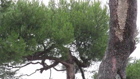 Rain Stock Footage 94328695