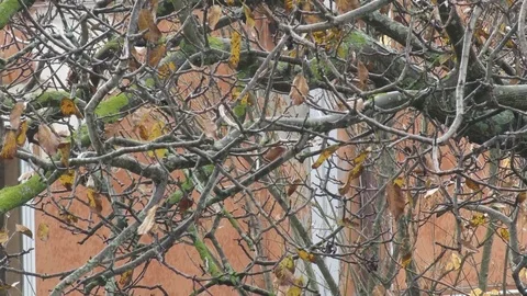 Rain Stock Footage 94328846