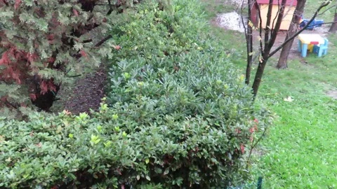 Rain Stock Footage 94330534