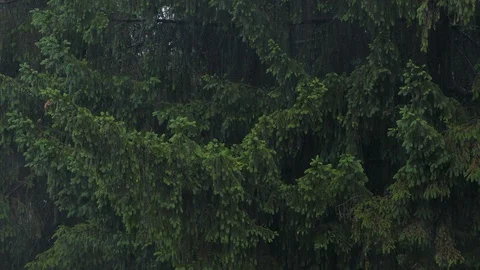 Rain. Stock Footage 109117508