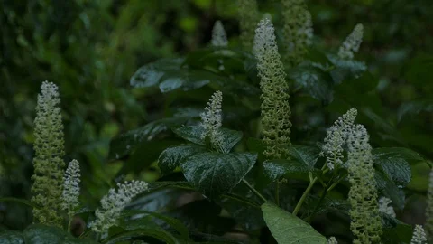 Rain. Stock Footage 109117565
