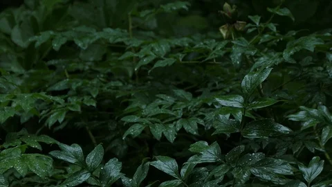 Rain. Stock Footage 109117600