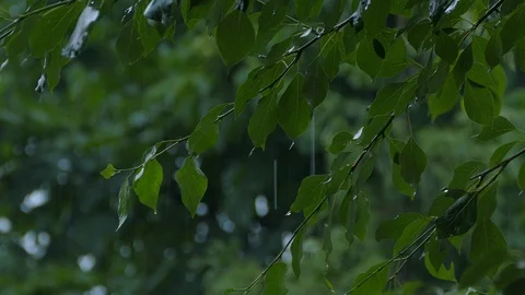 Rain. Stock Footage 109117837