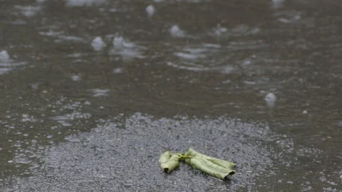 Rain. Stock Footage 109117957