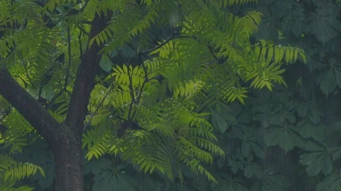 Rain. Stock Footage 109118058