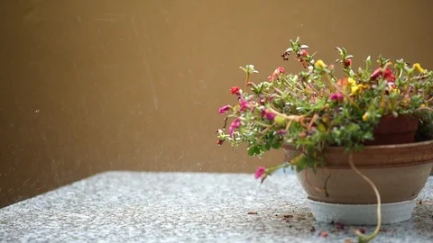 Rain Video stock 113240498