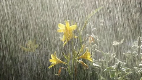 Rain Stock Footage 131093712