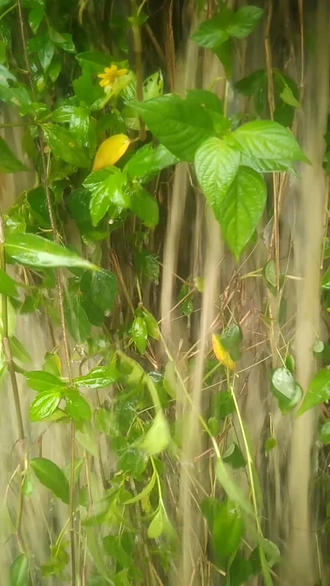 The rain Stock Footage 168694817