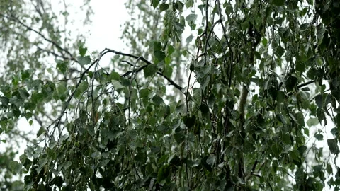 Rain Stock Footage 201418374