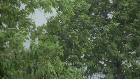 Rain Stock Footage 205472899