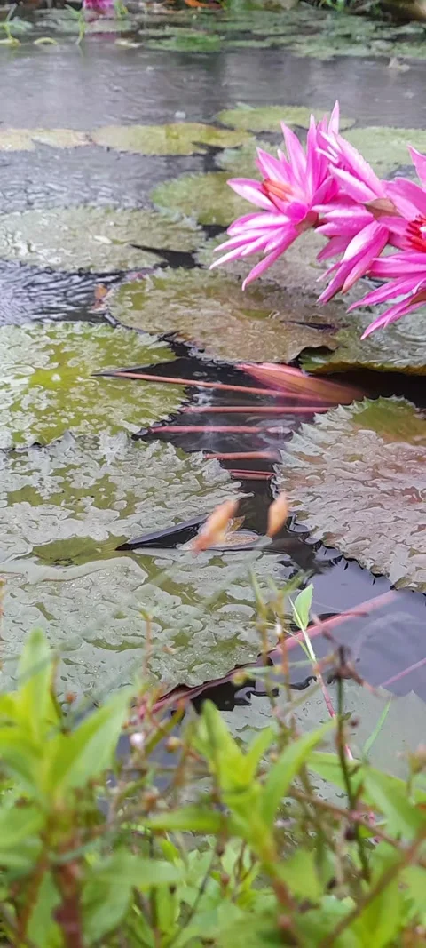 Rain Video stock 208257291