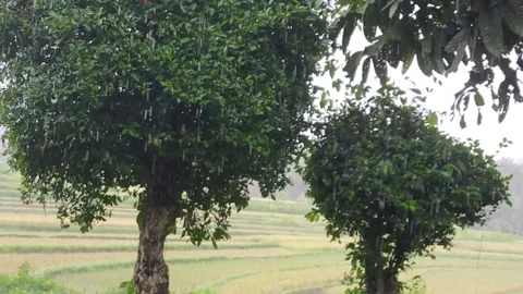 Rain Stock Footage 209823305