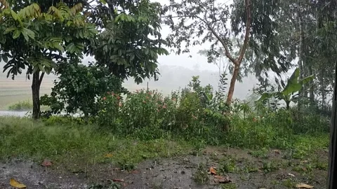 Rain Stock Footage 214777016