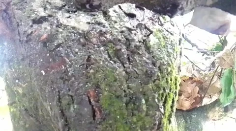 The rain Stock Footage 217428469