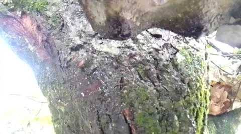 The rain Stock Footage 217456108