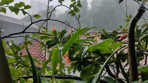 Rain 스톡 동영상 218968153