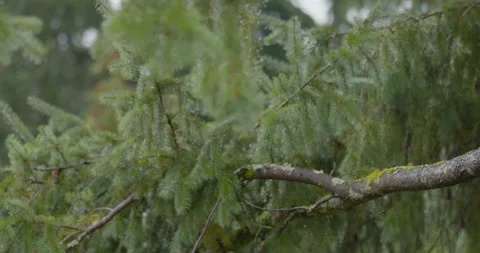 Rain Video stock 219702453