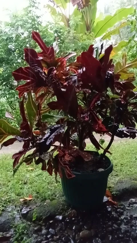 Rain Stock Footage 219909343