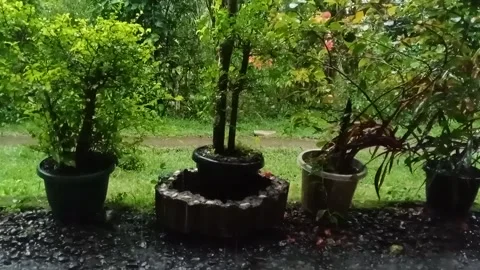 Rain Stock Footage 219910018