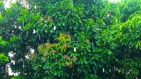 Rain Stock Footage 230632680