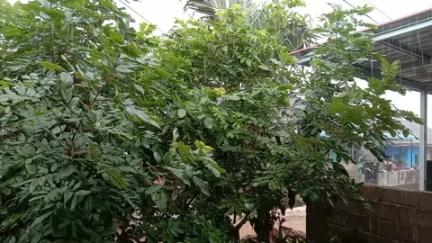 Rain Stock Footage 231227071