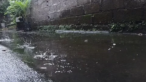 Rain 스톡 동영상 231371001