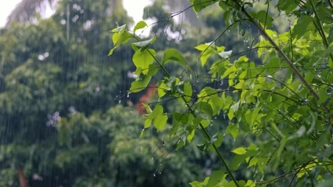 Rain Stock Footage 248523440