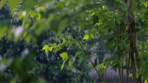 Rain Stock Footage 248523569
