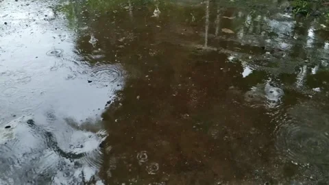 Rain Stock Footage 265556962