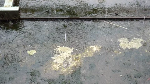 Rain Stock Footage 271138773