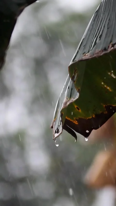 Rain Stock Footage 293682002