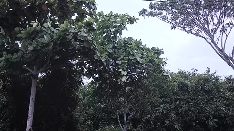 Rain Stock Footage 307369860