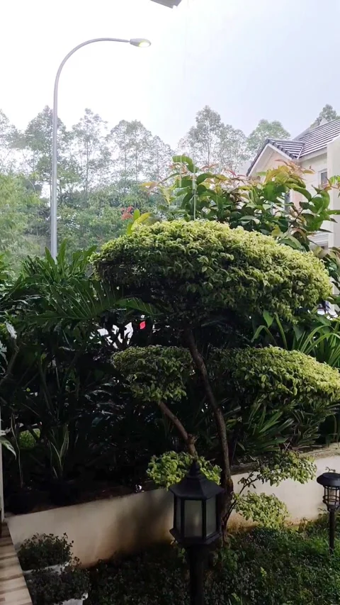 Rain Stock Footage 309816795