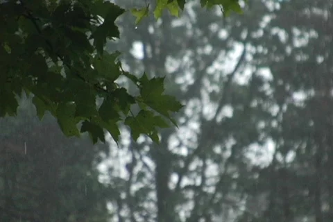 Rain footage2 스톡 동영상 264142