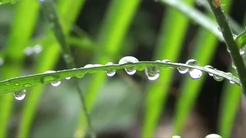 Rain foottage Stock Footage 244726999