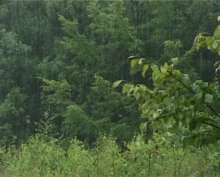 Rain in forest - 003 스톡 동영상 10934350