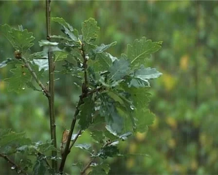 Rain in forest - 005 Stock Footage 10934345