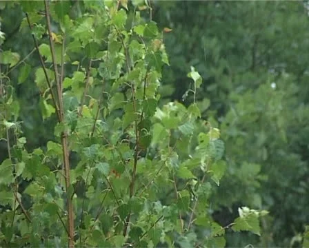 Rain in forest - 007 스톡 동영상 10935117