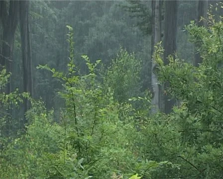 Rain in forest - 008 스톡 동영상 10935099