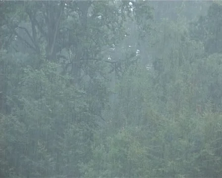 Rain in forest - 009 Stock Footage 10935271