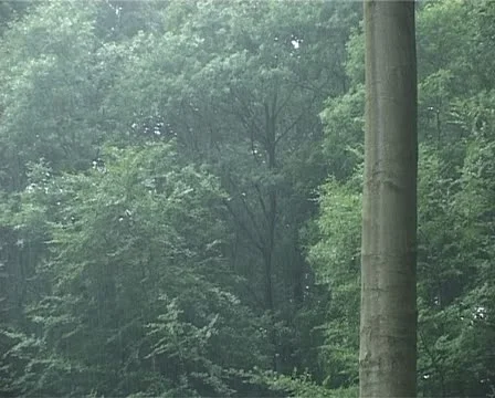 Rain in forest - 010 Stock Footage 10953673