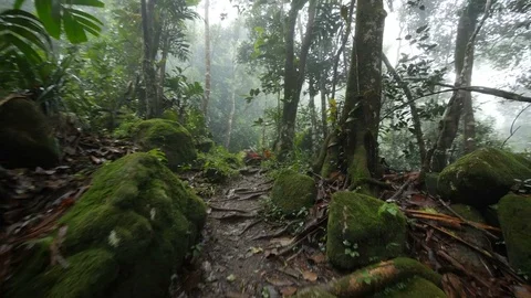 Rain forest 1 Stock Footage 80393777