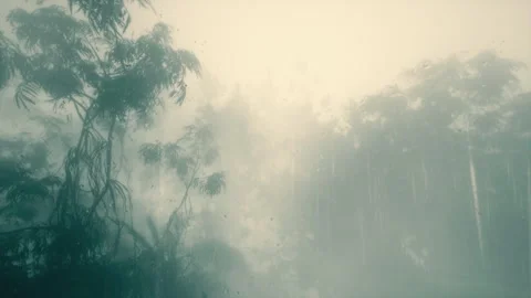 Rain In The Forest 12 Vídeo Stock 335421521