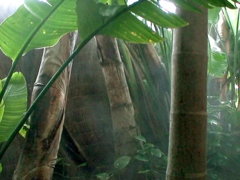 Rain Forest 2 Stock Footage 490219