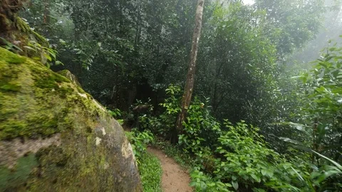 Rain forest 2 Stock Footage 80394020