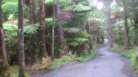 Rain Forest 2 - Hawaii Stock Footage 652266